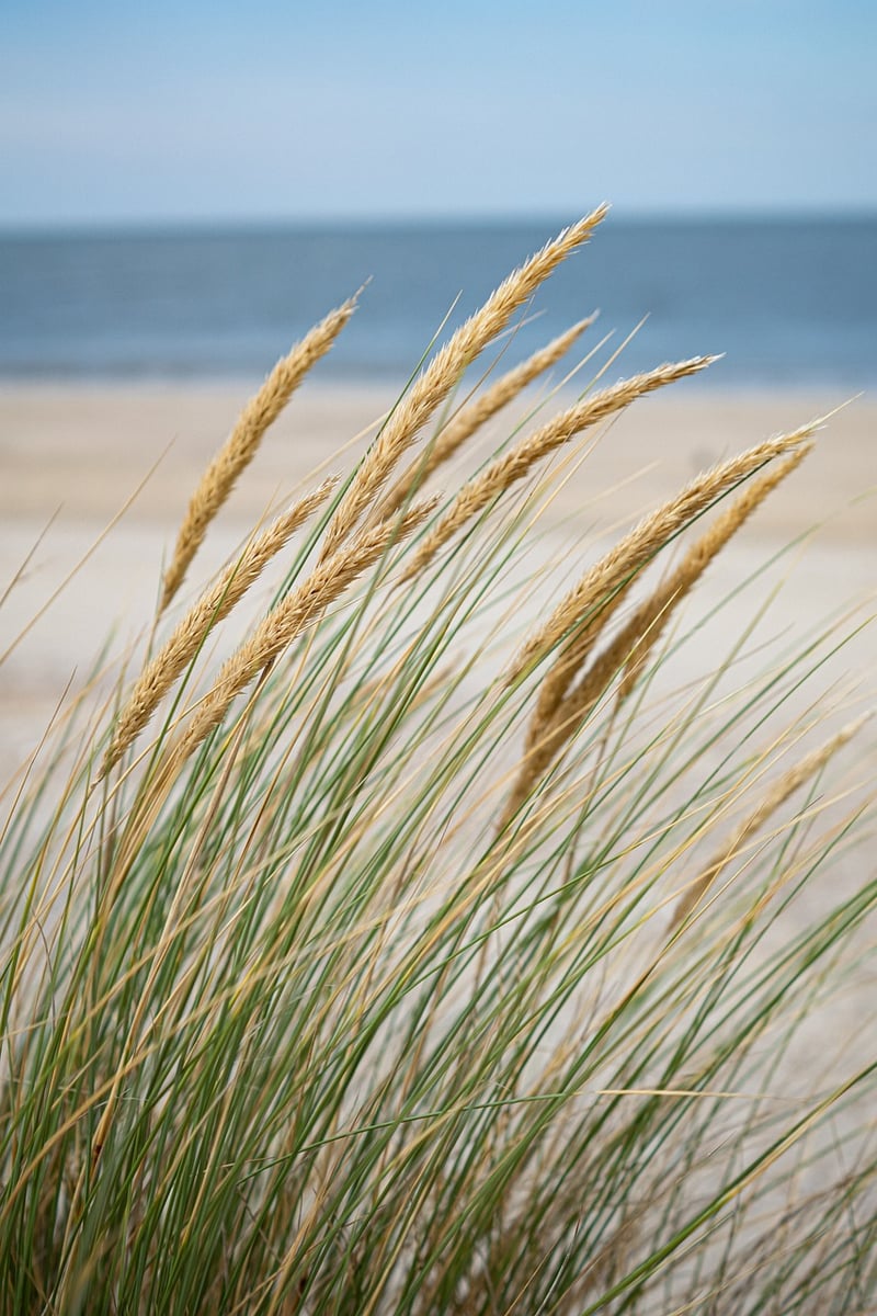 Beachfront Unions