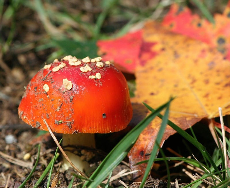 Magical Forest Gatherings